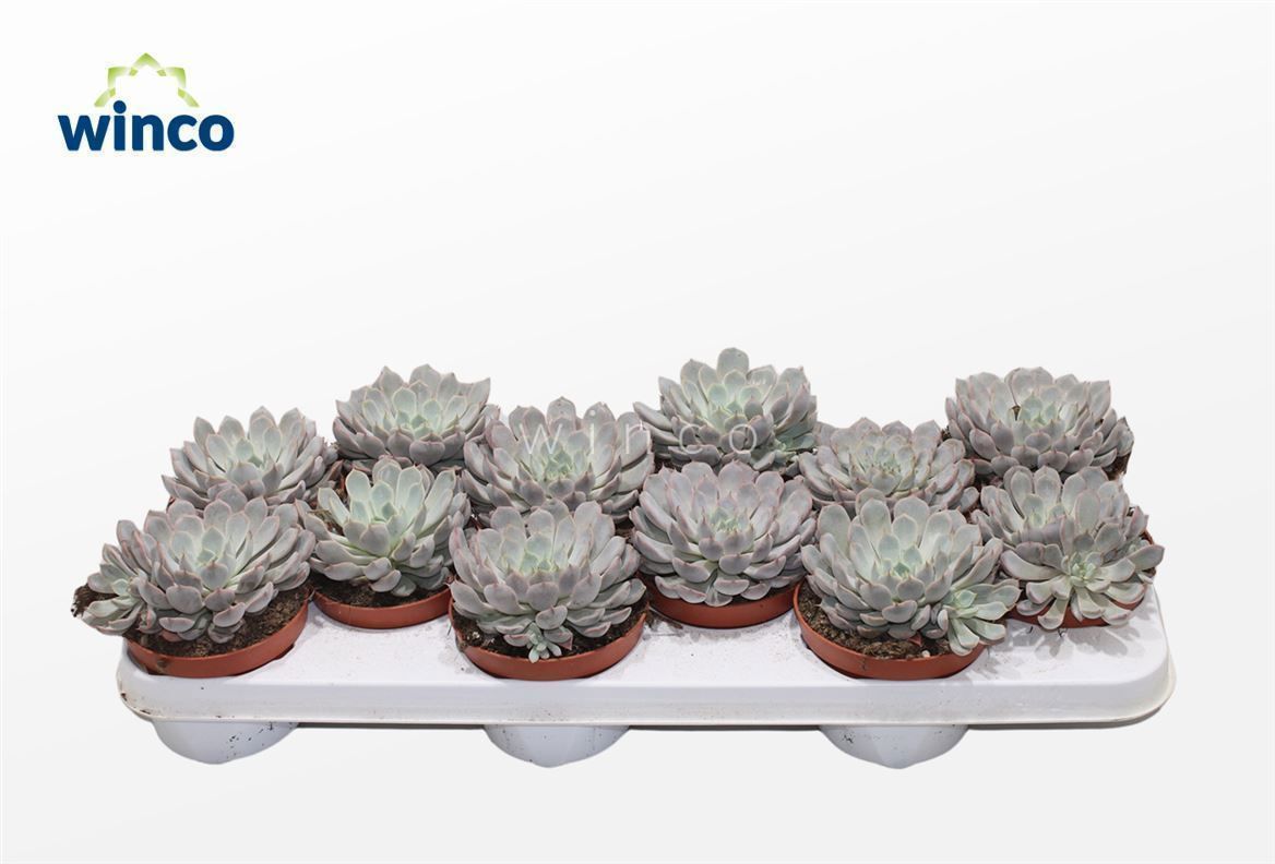 Горшечные цветы и растения оптом Echeveria Rosea от 12шт из Голландии с доставкой по России