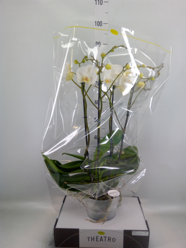 Горшечные цветы и растения оптом Phalaenopsis   ...white от 1шт из Голландии с доставкой по России