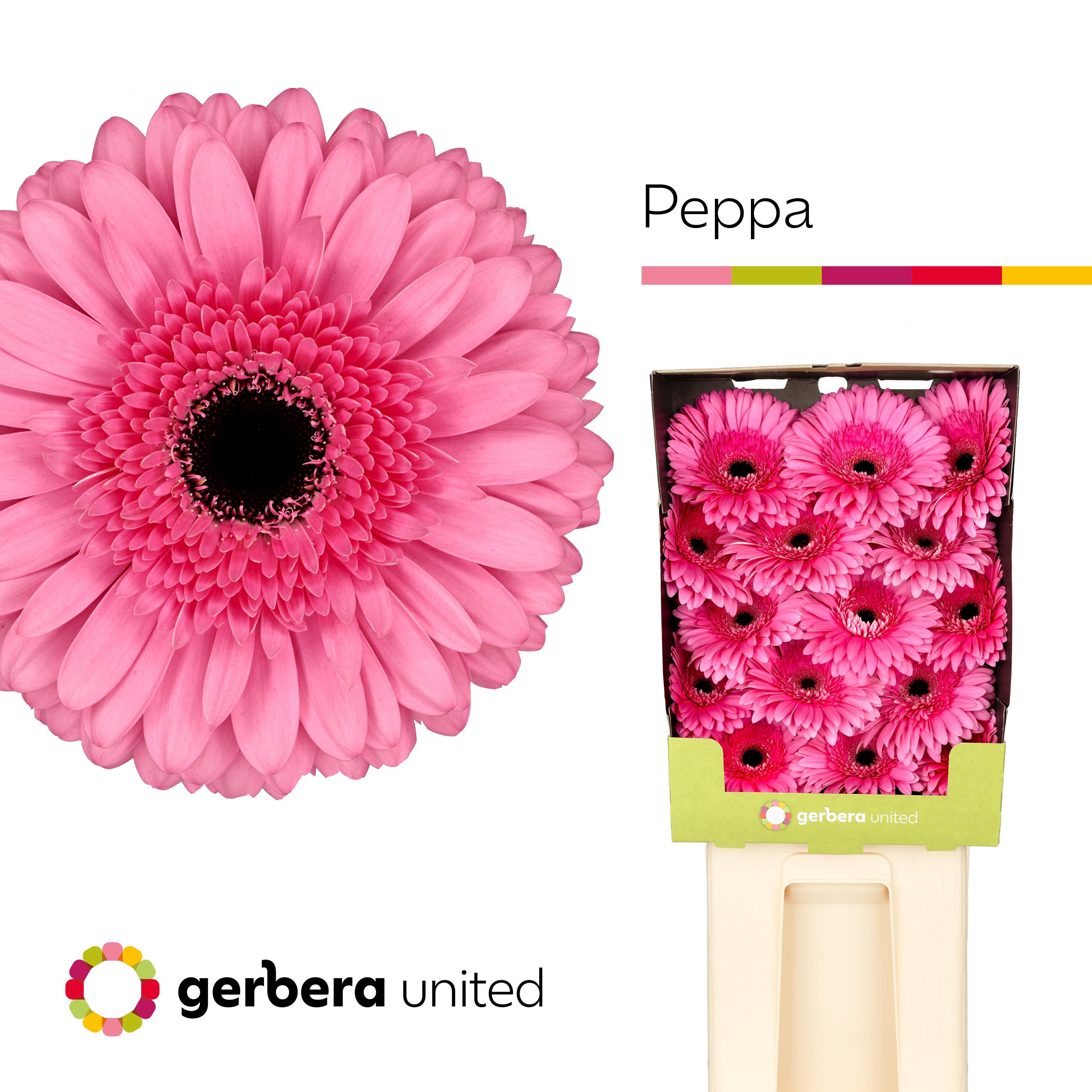 Срезанные цветы оптом Gerbera diamond peppa от 45шт из Голландии с доставкой по России