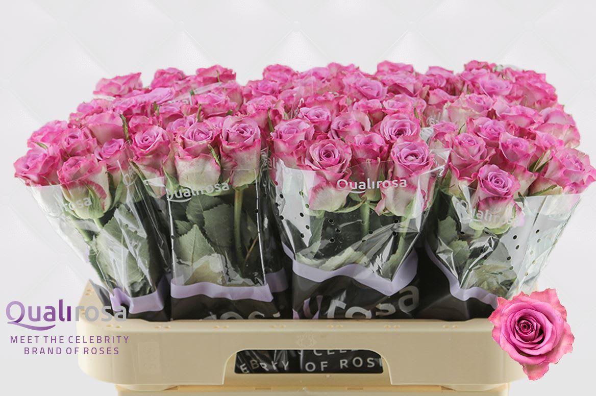 Срезанные цветы оптом Rosa large thriller от 80шт из Голландии с доставкой по России