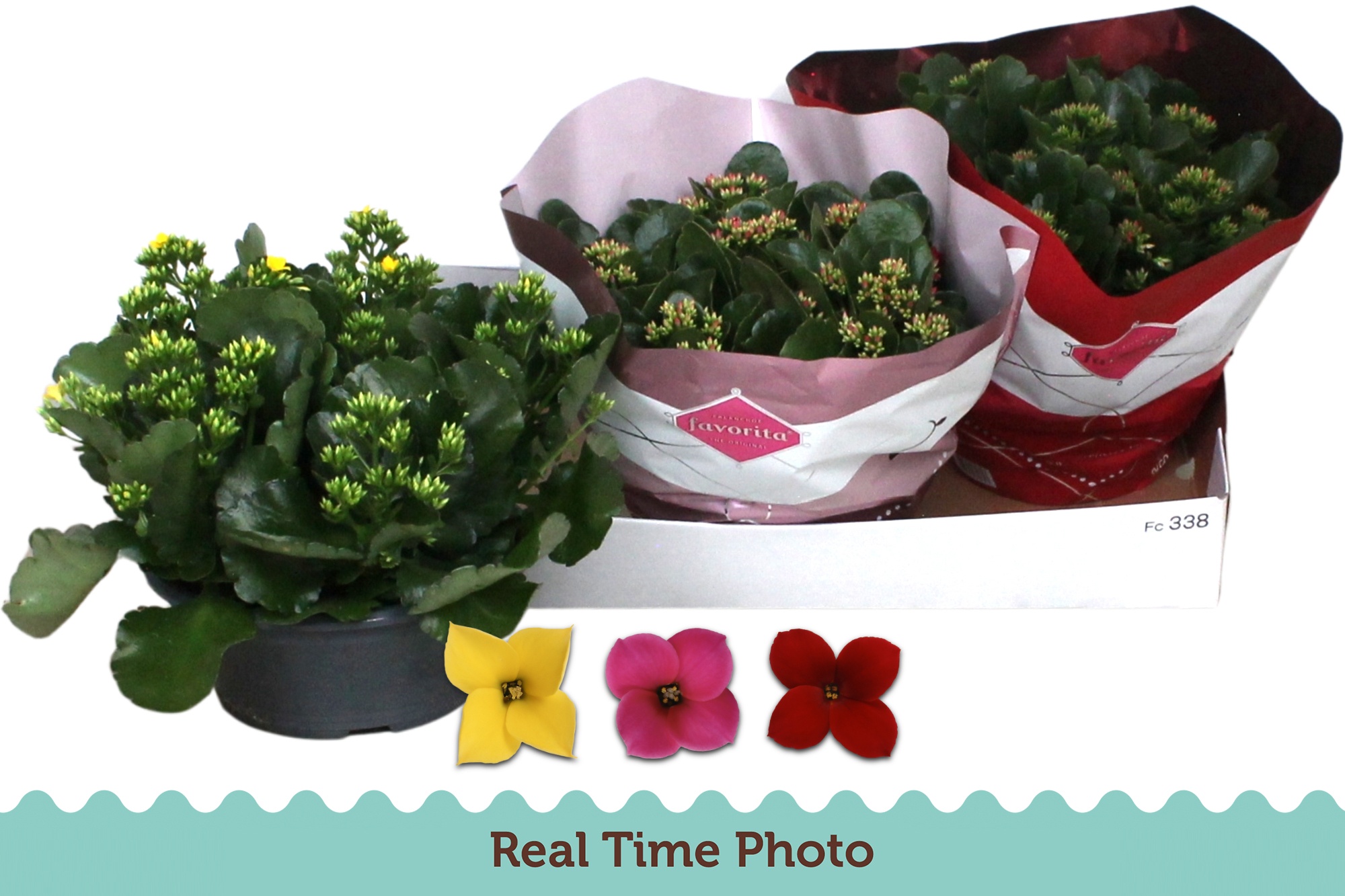 Горшечные цветы и растения оптом Kal En Gem 3 Kl от 3шт из Голландии с доставкой по России