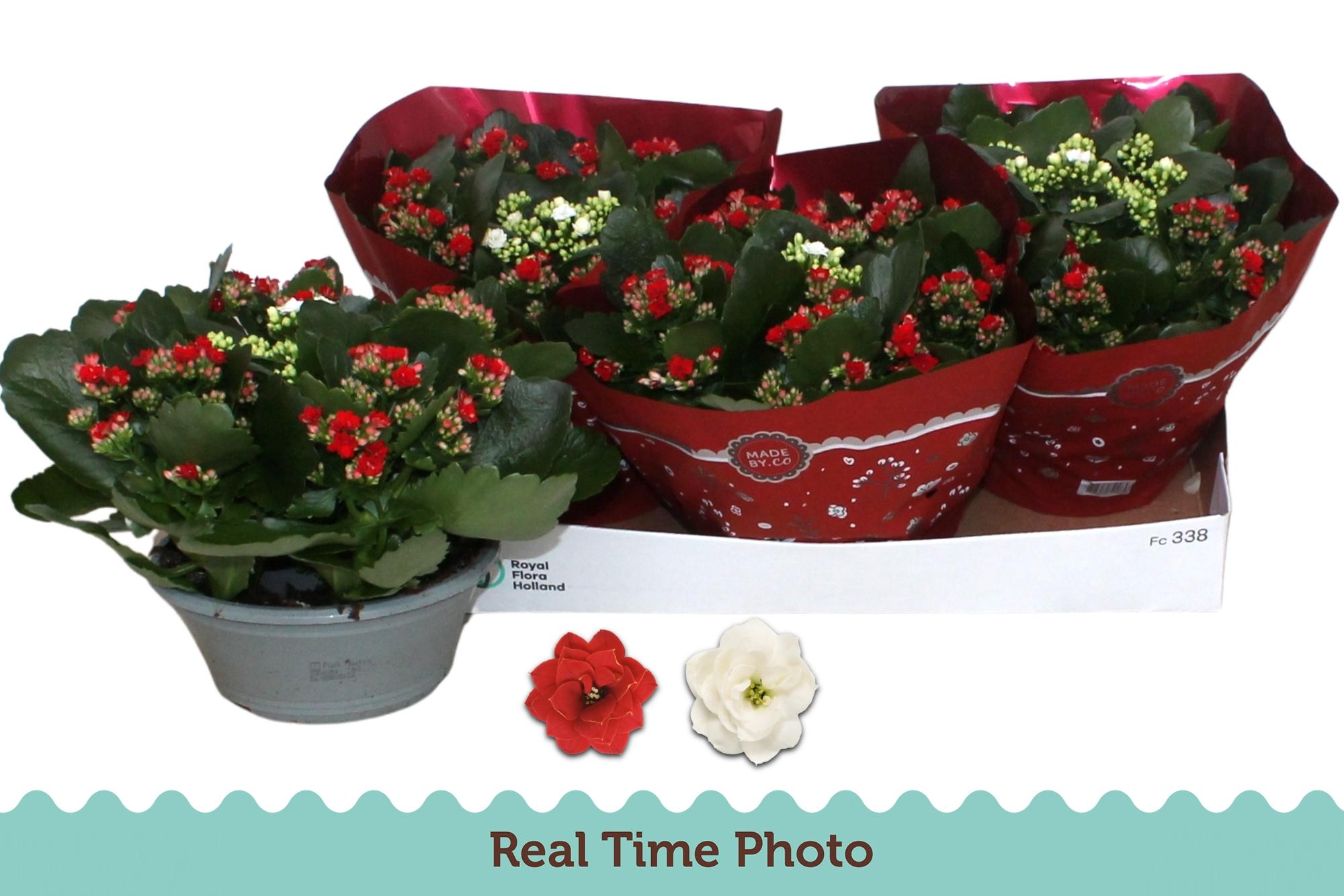 Горшечные цветы и растения оптом Kal Ge Gem 2 Kl от 3шт из Голландии с доставкой по России