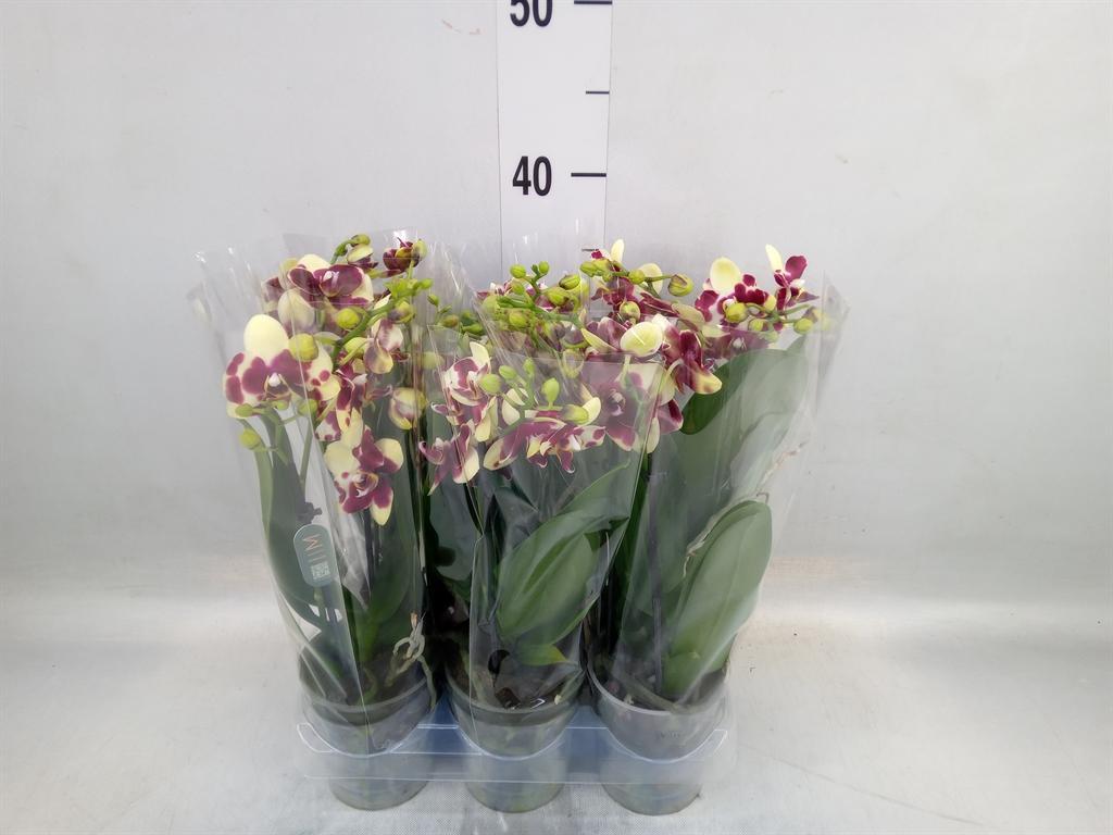 Горшечные цветы и растения оптом Phalaenopsis Multi.   ...yellow от 6шт (для телеги) из Голландии с доставкой по России