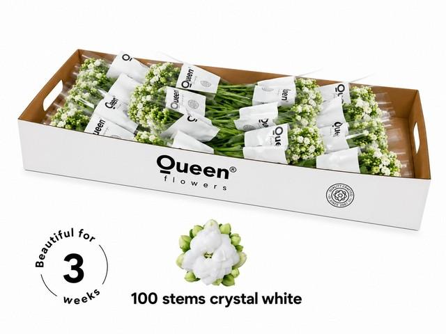 Срезанные цветы оптом Kalanchoe white от 100шт из Голландии с доставкой по России