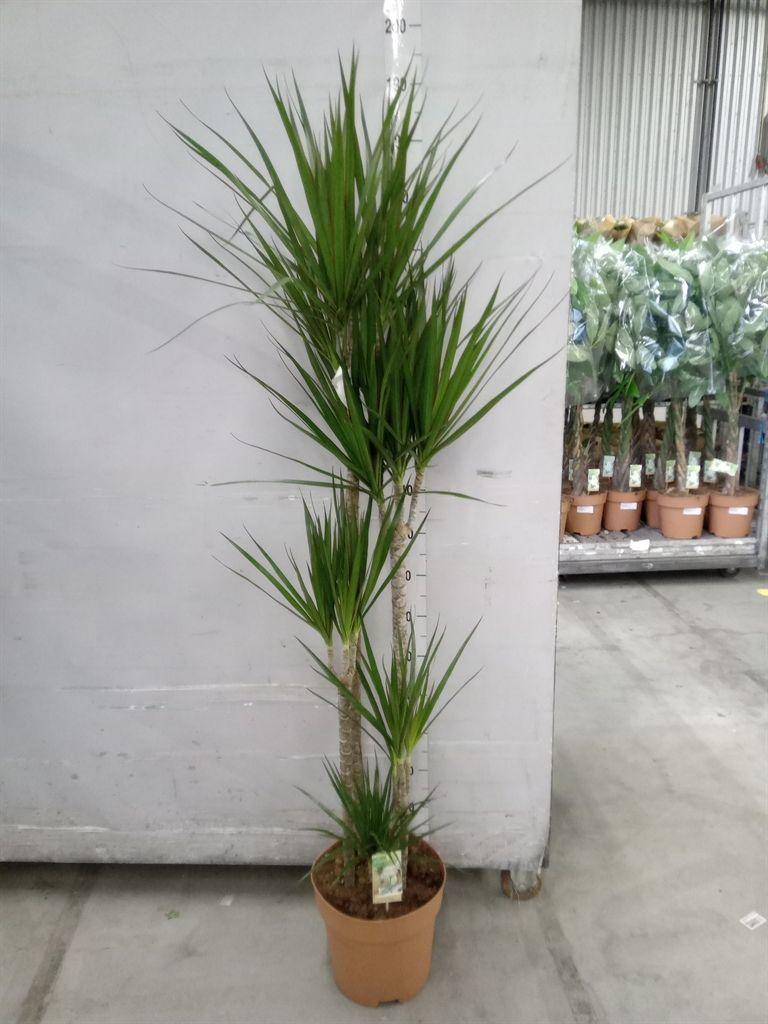 Горшечные цветы и растения оптом Dracaena Marg. от 1шт из Голландии с доставкой по России