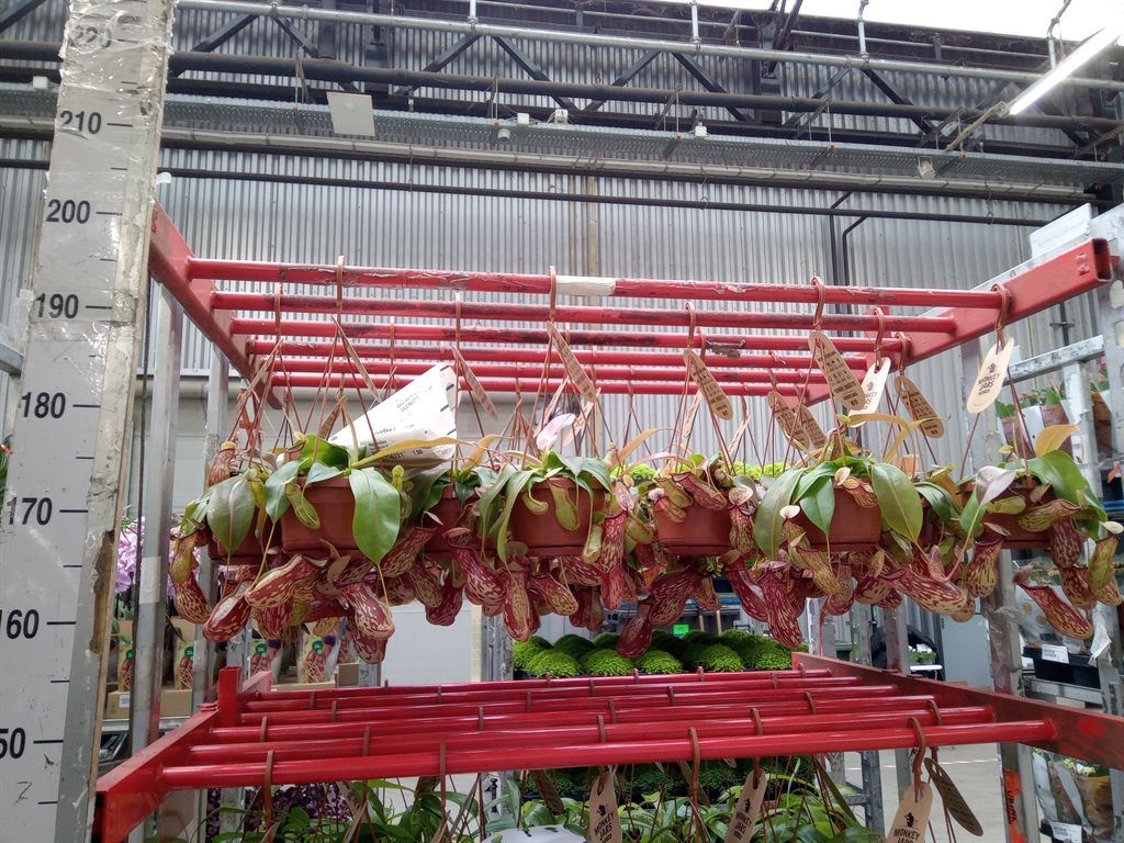 Горшечные цветы и растения оптом Nepenthes    ... от 1шт из Голландии с доставкой по России