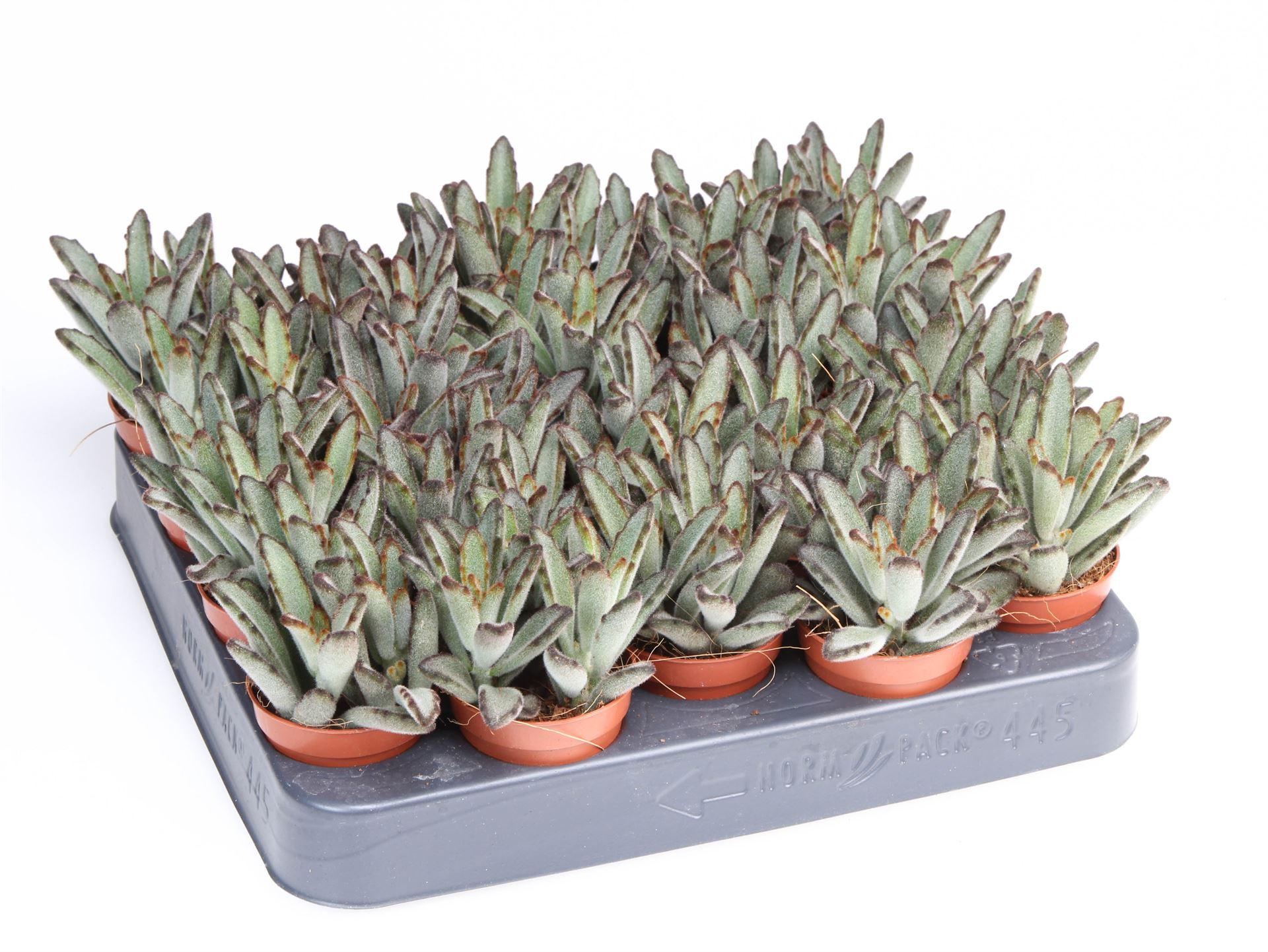 Горшечные цветы и растения оптом Kalanchoe Nf   ... от 20шт (для телеги) из Голландии с доставкой по России