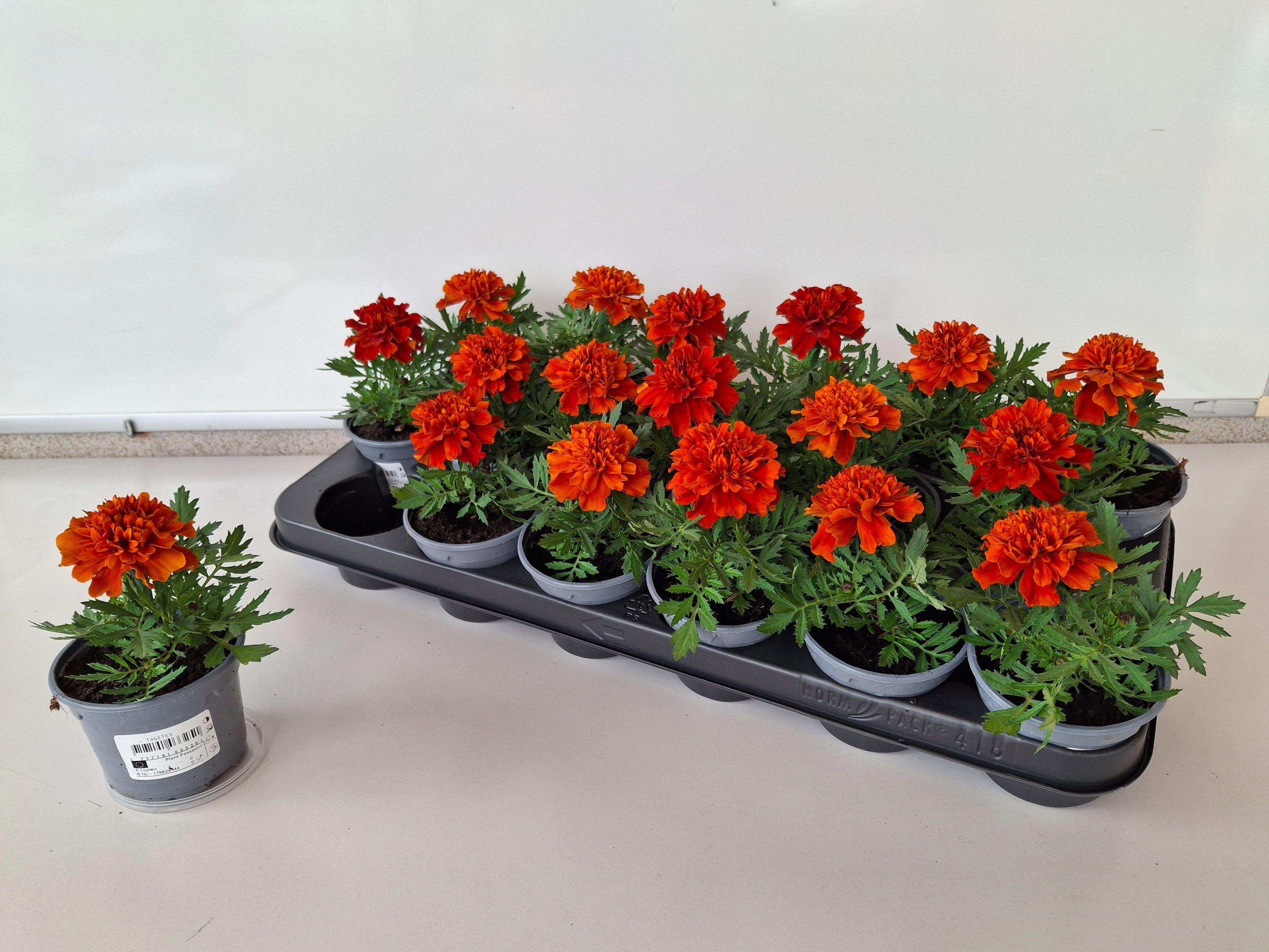 Горшечные цветы и растения оптом Tag Ov от 18шт (для телеги) из Голландии с доставкой по России