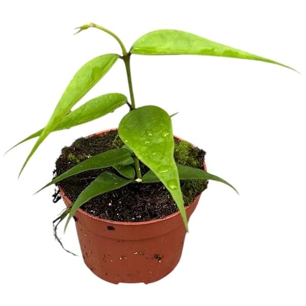 Горшечные цветы и растения оптом Hoya Polyneura Vietnam от 1шт из Голландии с доставкой по России