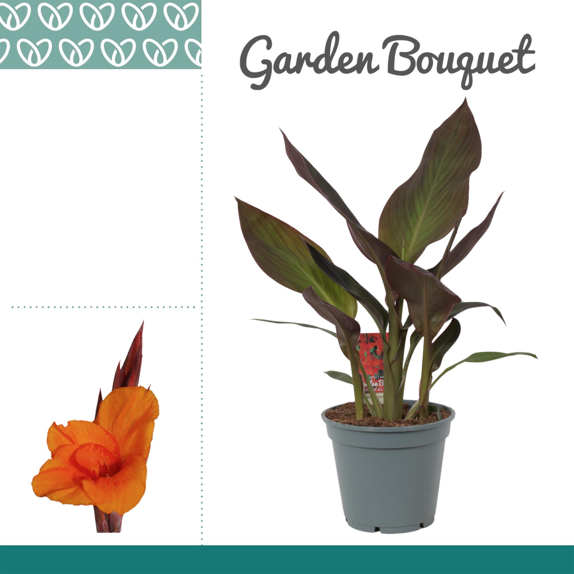 Горшечные цветы и растения оптом Canna Atlantic Beauty Zonder Bloem от 6шт из Голландии с доставкой по России