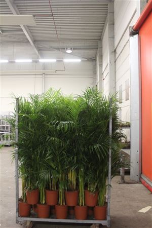 Горшечные цветы и растения оптом Dypsis Lutescens 25pp от 1шт из Голландии с доставкой по России