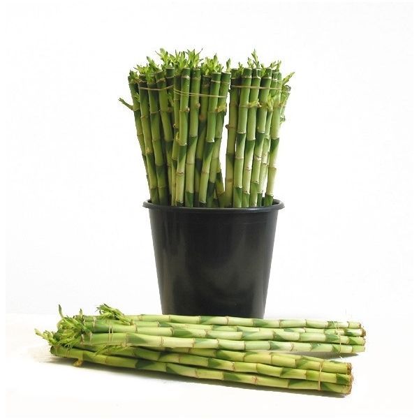 Горшечные цветы и растения оптом Drac Lucky Bamboo 45cm от 100шт из Голландии с доставкой по России