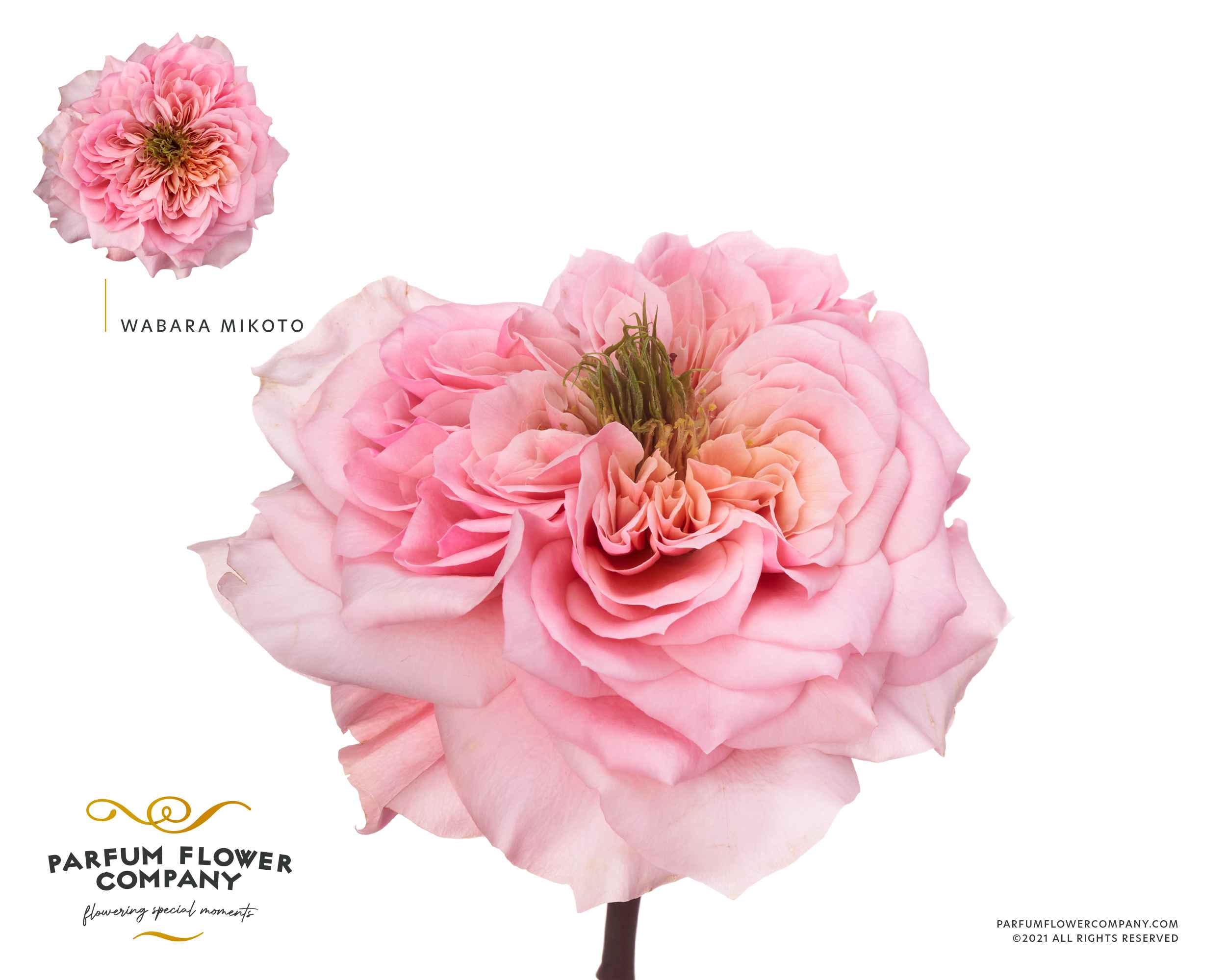 Срезанные цветы оптом Rosa la garden wabara mikoto от 24шт из Голландии с доставкой по России