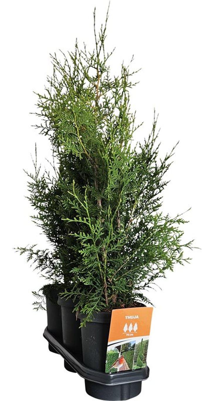 Горшечные цветы и растения оптом Thuja Occ King Of Brabant (hedgeline) от 3шт из Голландии с доставкой по России
