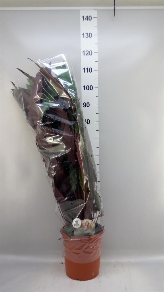Горшечные цветы и растения оптом Calathea ...mix 4 от 1шт из Голландии с доставкой по России