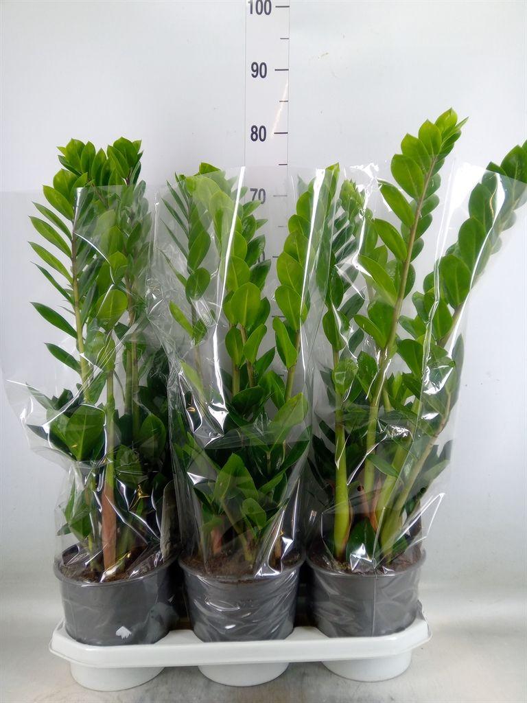 Горшечные цветы и растения оптом Zamioculcas Zamiifolia от 3шт из Голландии с доставкой по России