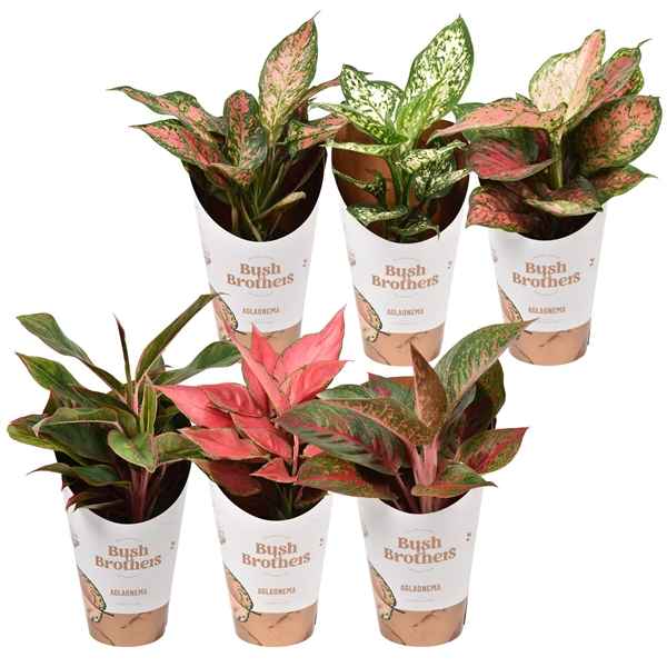 Горшечные цветы и растения оптом Aglaonema Star Collection от 6шт из Голландии с доставкой по России