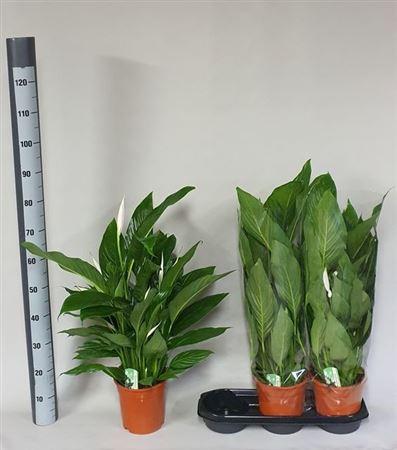 Горшечные цветы и растения оптом Spathiphyllum Bingo Klok от 3шт из Голландии с доставкой по России