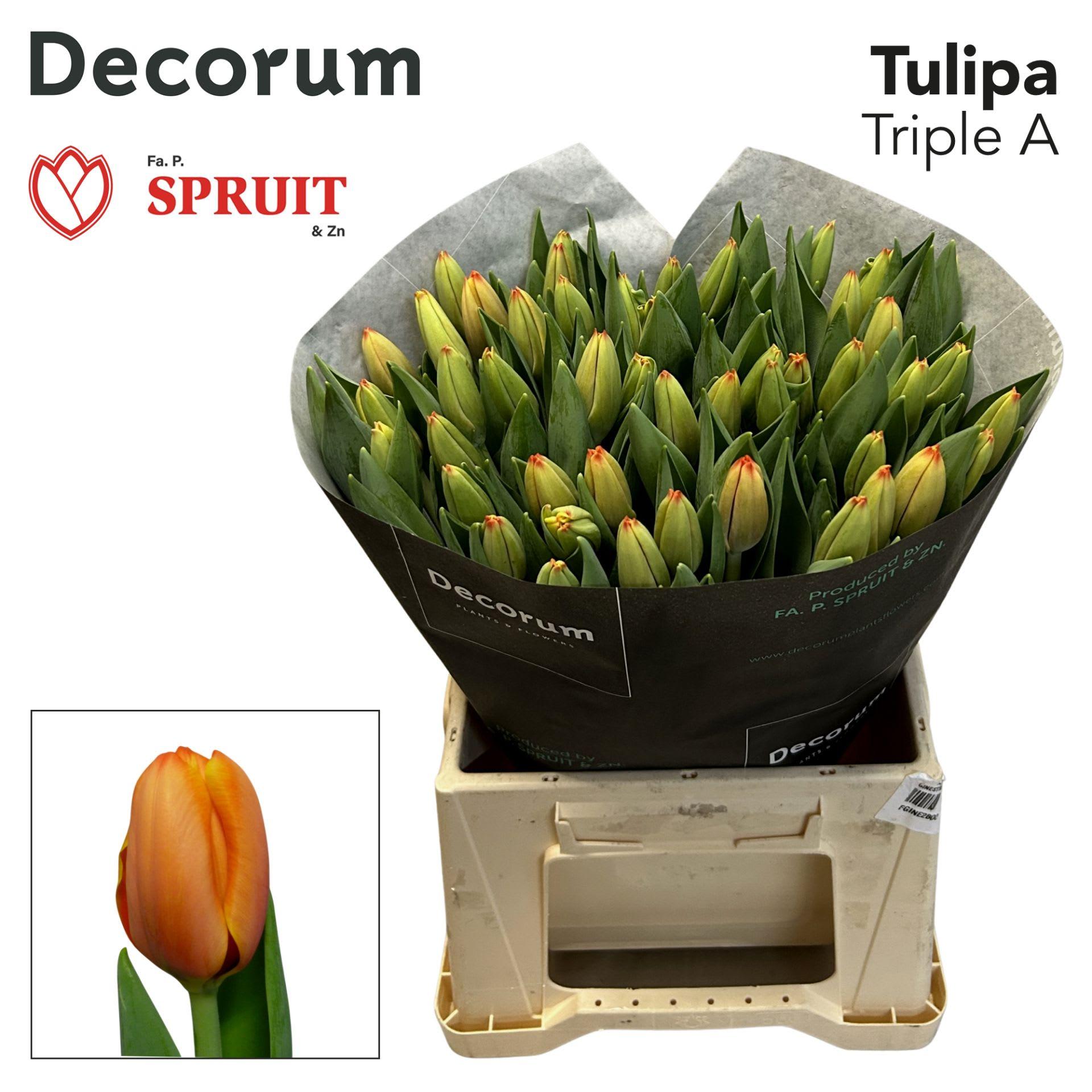 Срезанные цветы оптом Tulipa si triple a от 200шт из Голландии с доставкой по России