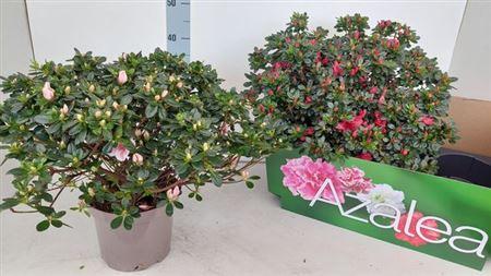 Горшечные цветы и растения оптом Rhodo Si Gem 50cm Diam.xxl от 2шт из Голландии с доставкой по России