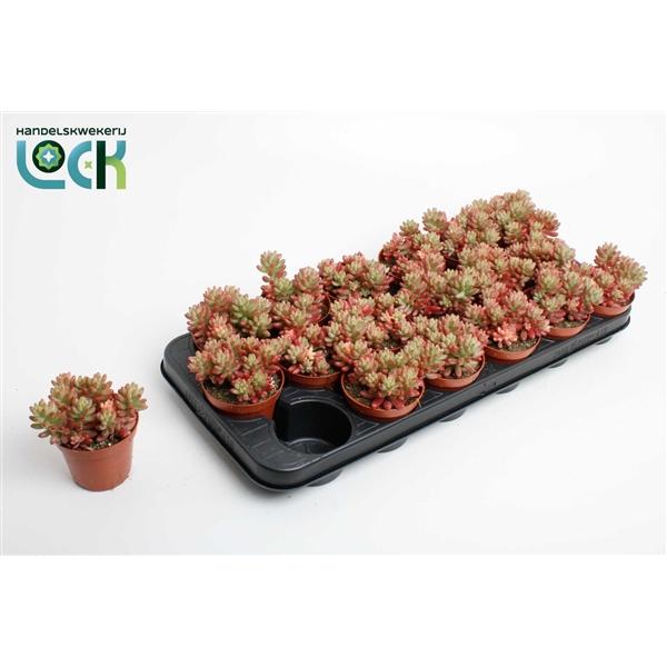 Горшечные цветы и растения оптом Sedum Rubrotinctum Aurora от 18шт (для телеги) из Голландии с доставкой по России