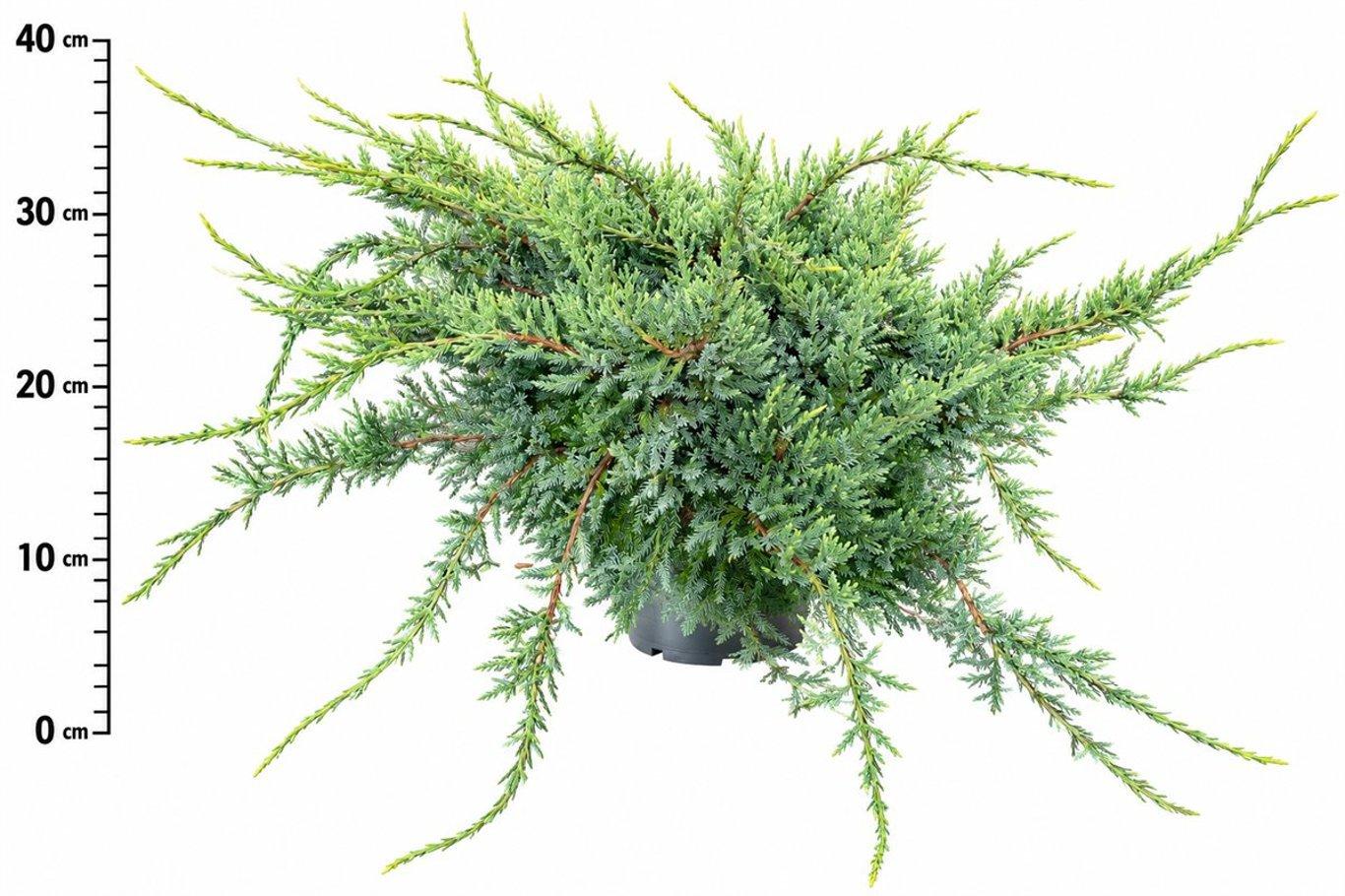 Горшечные цветы и растения оптом Juniperus Squa Holger от 1шт из Голландии с доставкой по России