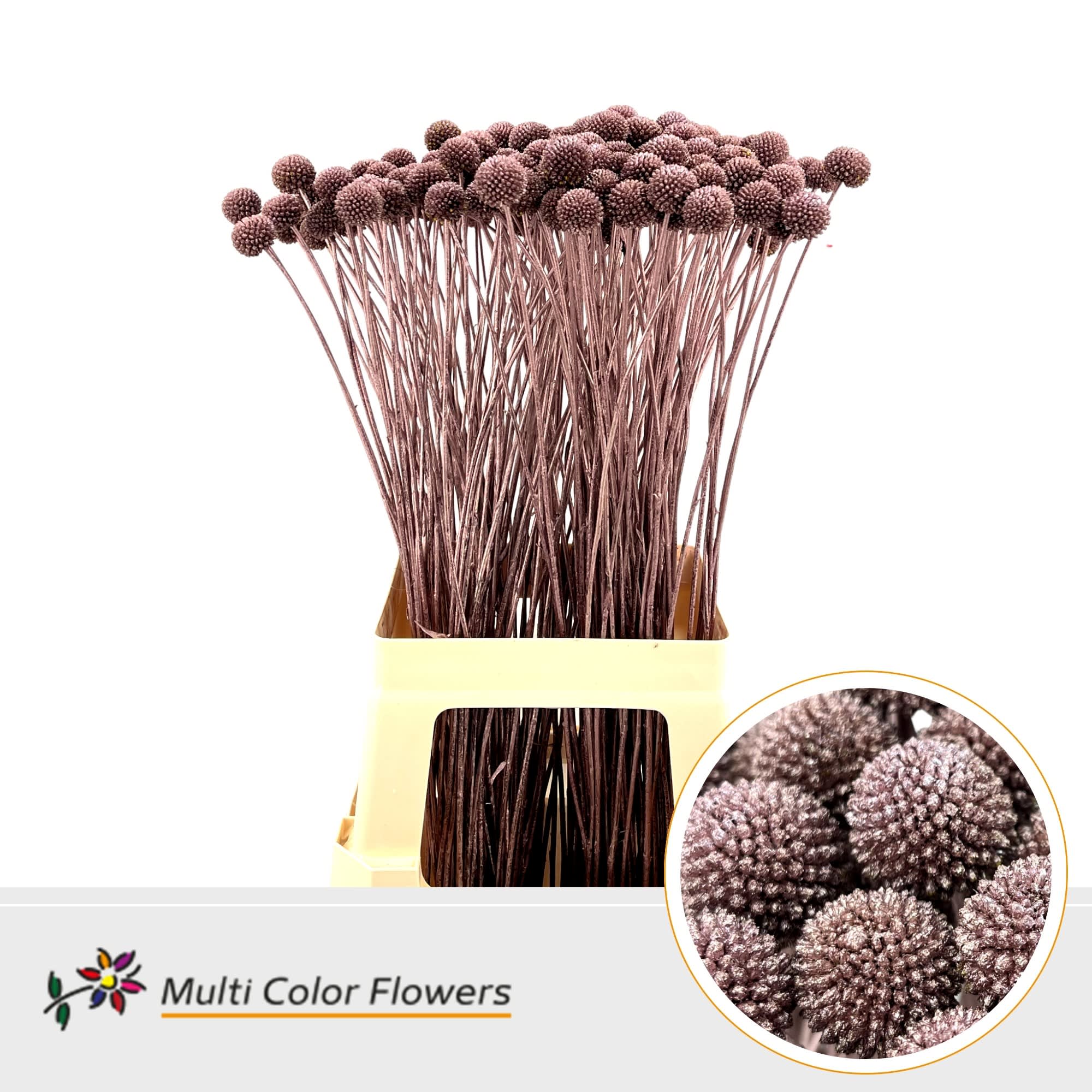 Срезанные цветы оптом Craspedia paint pink gold от 200шт из Голландии с доставкой по России