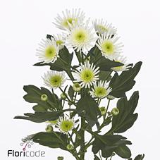 Срезанные цветы оптом Chrys sa maaradona от 25шт. из Голландии с доставкой по России