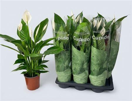 Горшечные цветы и растения оптом Spath Bingo Cupido 4+ от 6шт из Голландии с доставкой по России