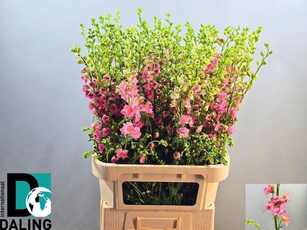 Срезанные цветы оптом Delphinium la qis pink (consolida) от 80шт из Голландии с доставкой по России
