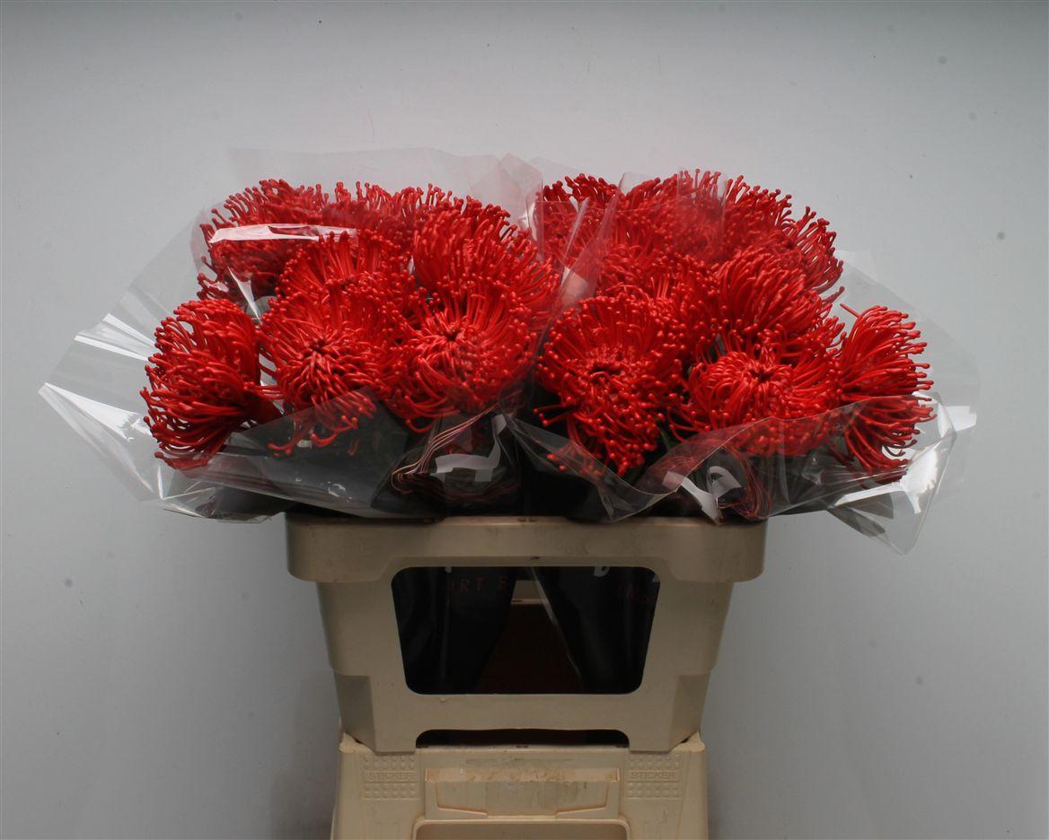 Срезанные цветы оптом Nutans wax hot red от 20шт из Голландии с доставкой по России