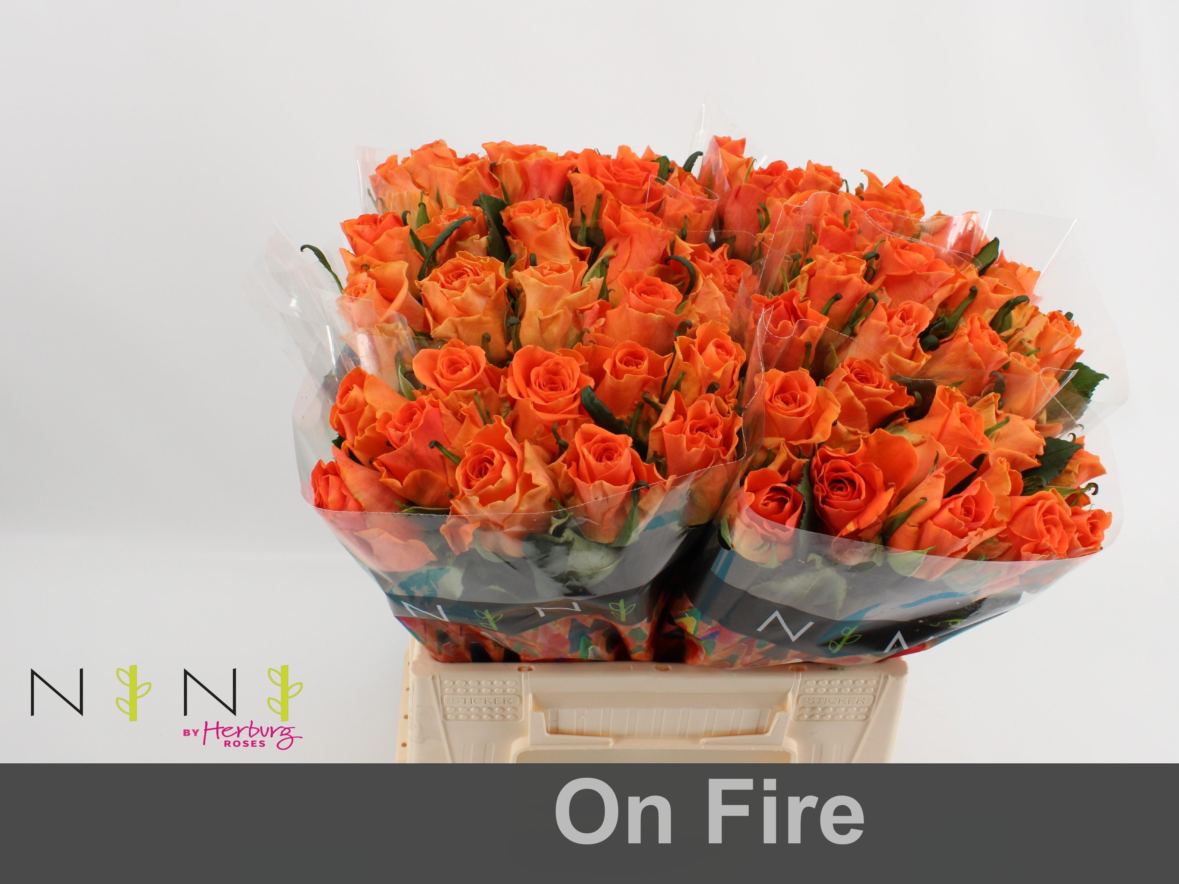 Срезанные цветы оптом Rosa large on fire от 60шт из Голландии с доставкой по России