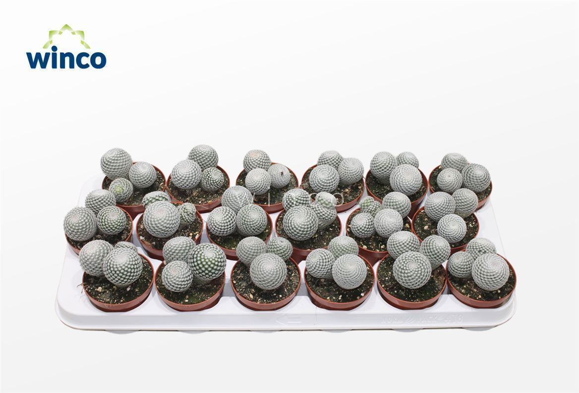 Горшечные цветы и растения оптом Mammillaria Microthele Superfina от 18шт (для телеги) из Голландии с доставкой по России