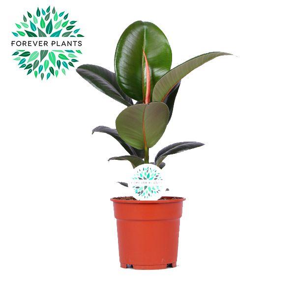 Горшечные цветы и растения оптом Ficus El Robusta от 6шт из Голландии с доставкой по России