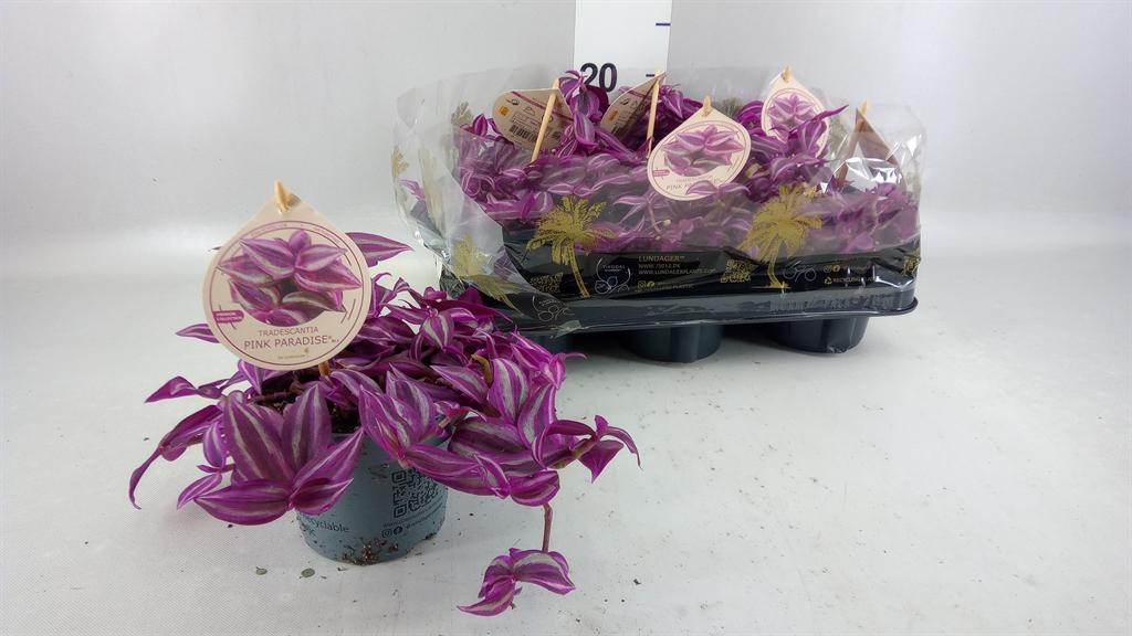 Горшечные цветы и растения оптом Tradescantia Zebr. pink Paradise от 6шт из Голландии с доставкой по России