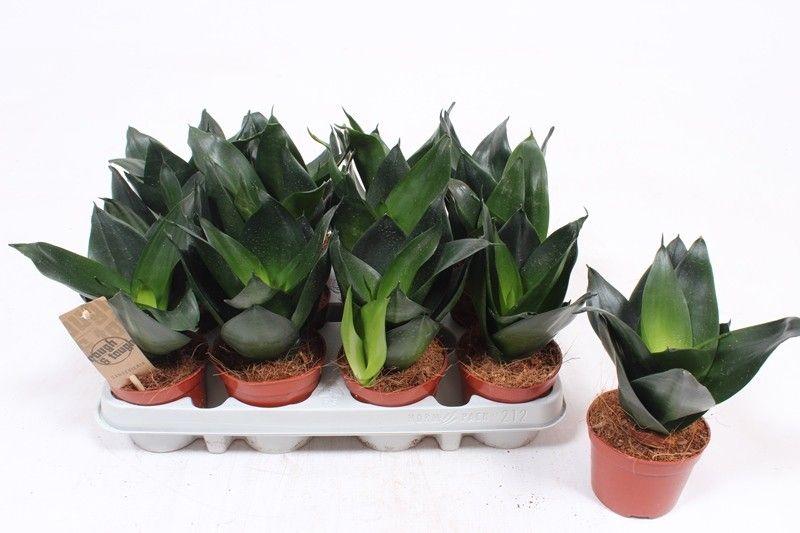 Горшечные цветы и растения оптом Sansevieria Jade Hahni от 12шт (для телеги) из Голландии с доставкой по России