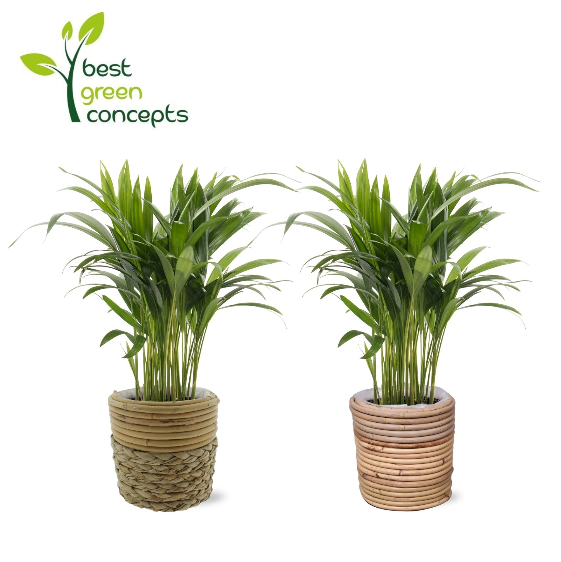 Горшечные цветы и растения оптом Dypsis Lutescens от 4шт из Голландии с доставкой по России