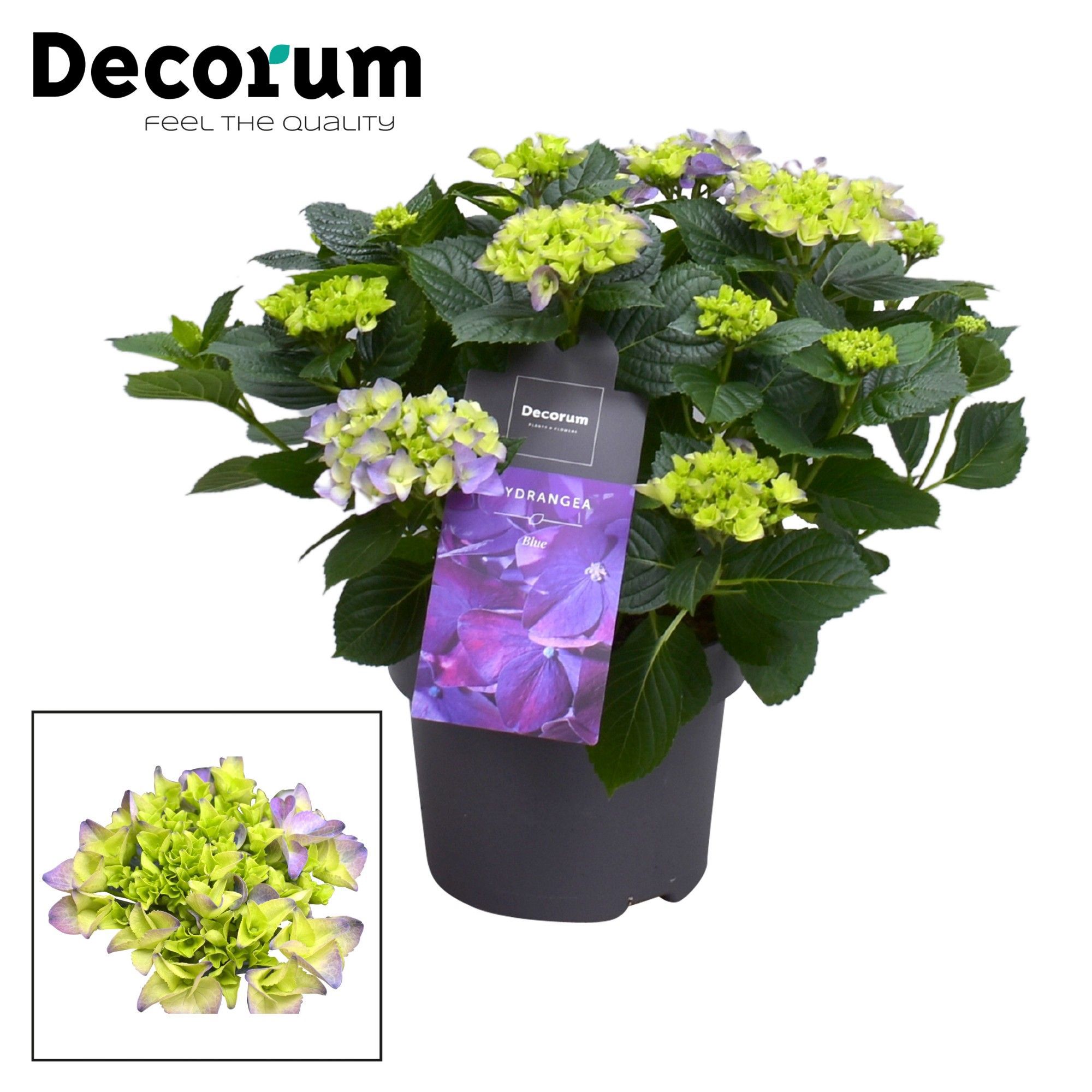 Горшечные цветы и растения оптом Hydrangea Ma Blue 7+ (decorum) от 1шт из Голландии с доставкой по России