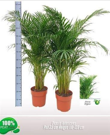 Горшечные цветы и растения оптом Dypsis Lutescens 30pp от 1шт из Голландии с доставкой по России