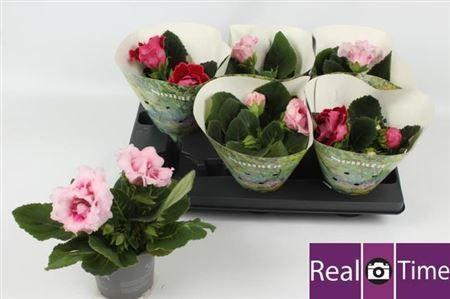 Горшечные цветы и растения оптом Sinningia Sonata Mix от 6шт (для телеги) из Голландии с доставкой по России