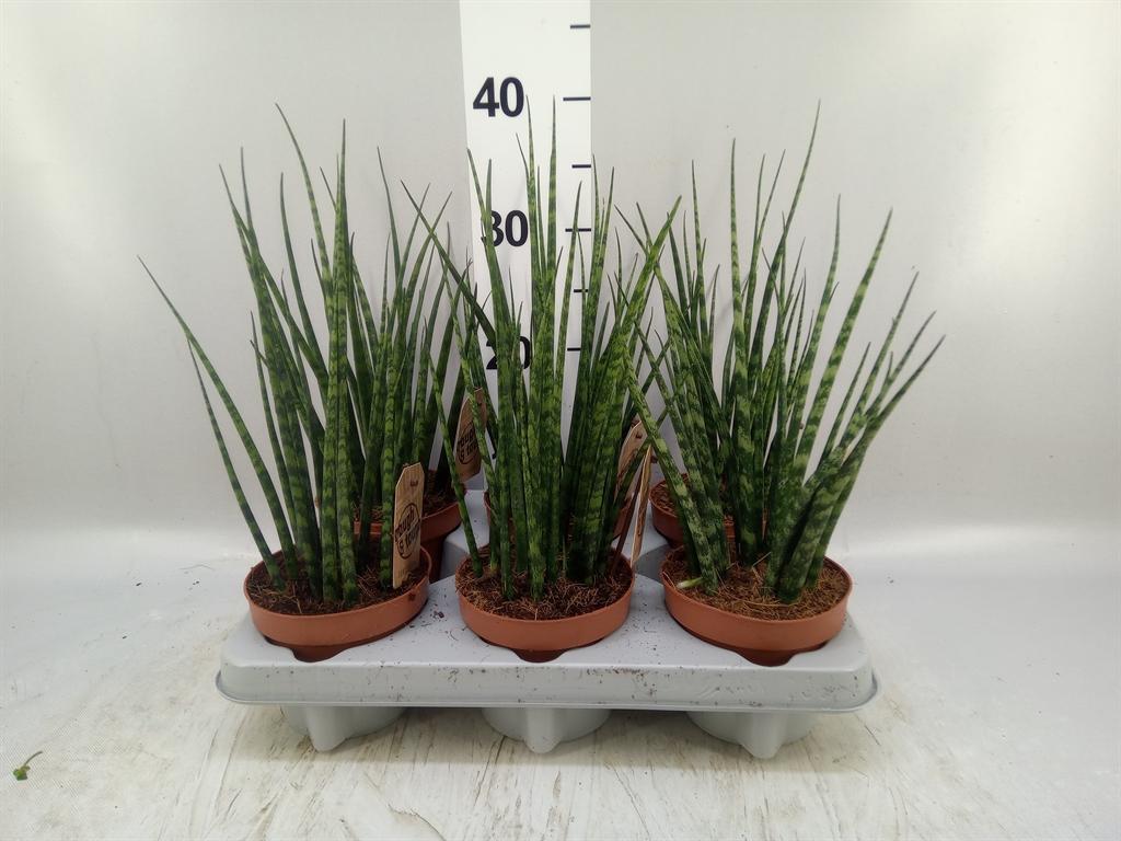 Горшечные цветы и растения оптом Sansevieria fernwood от 6шт из Голландии с доставкой по России
