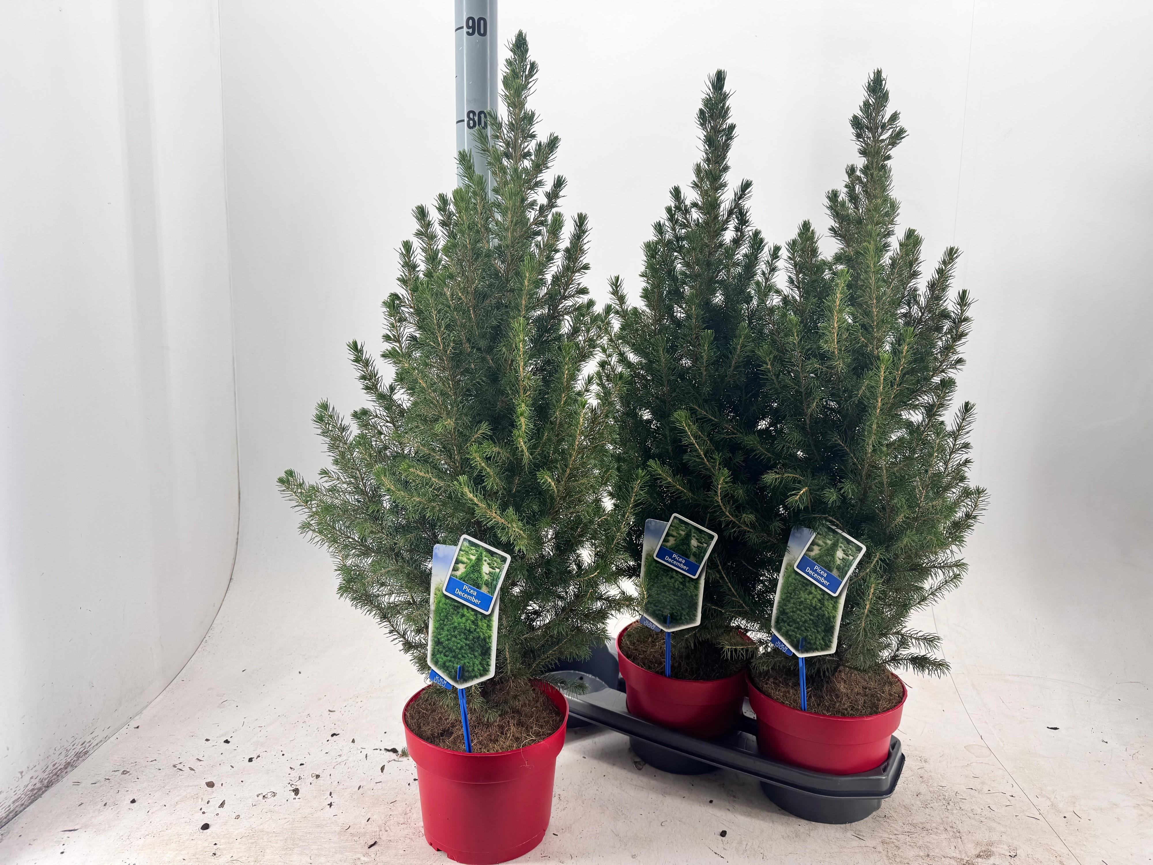 Горшечные цветы и растения оптом Picea Gl December от 3шт из Голландии с доставкой по России