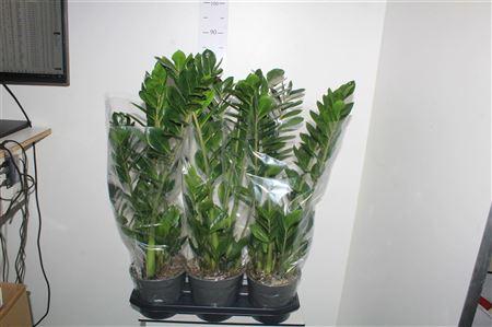 Горшечные цветы и растения оптом Zamio Zamiifolia 7+ от 3шт из Голландии с доставкой по России