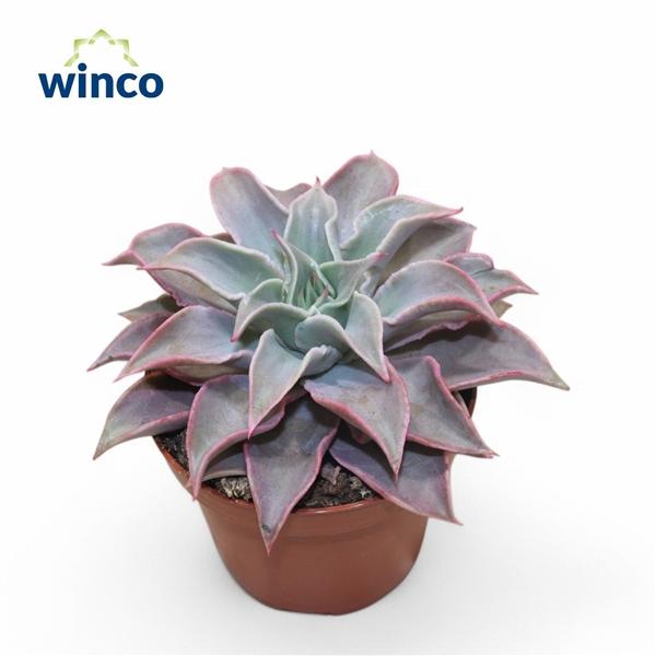 Горшечные цветы и растения оптом Echeveria Madiba от 9шт из Голландии с доставкой по России