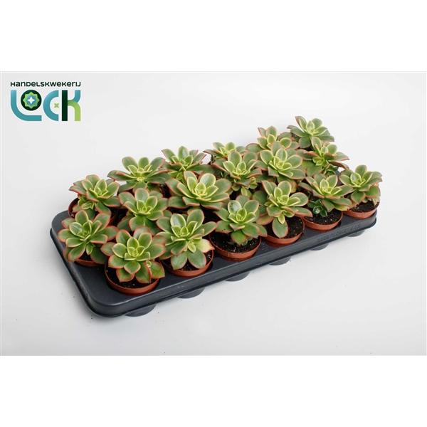 Горшечные цветы и растения оптом Aeonium Tricolor Kiwi от 12шт (для телеги) из Голландии с доставкой по России