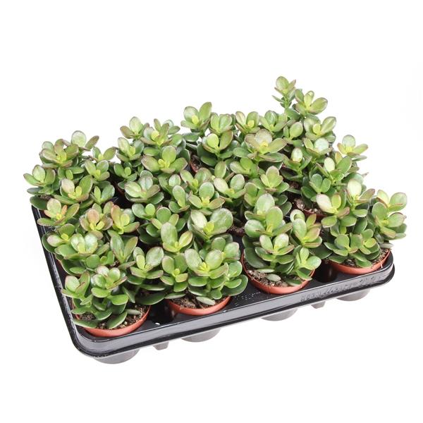 Горшечные цветы и растения оптом Crassula Ovata Minor от 12шт (для телеги) из Голландии с доставкой по России