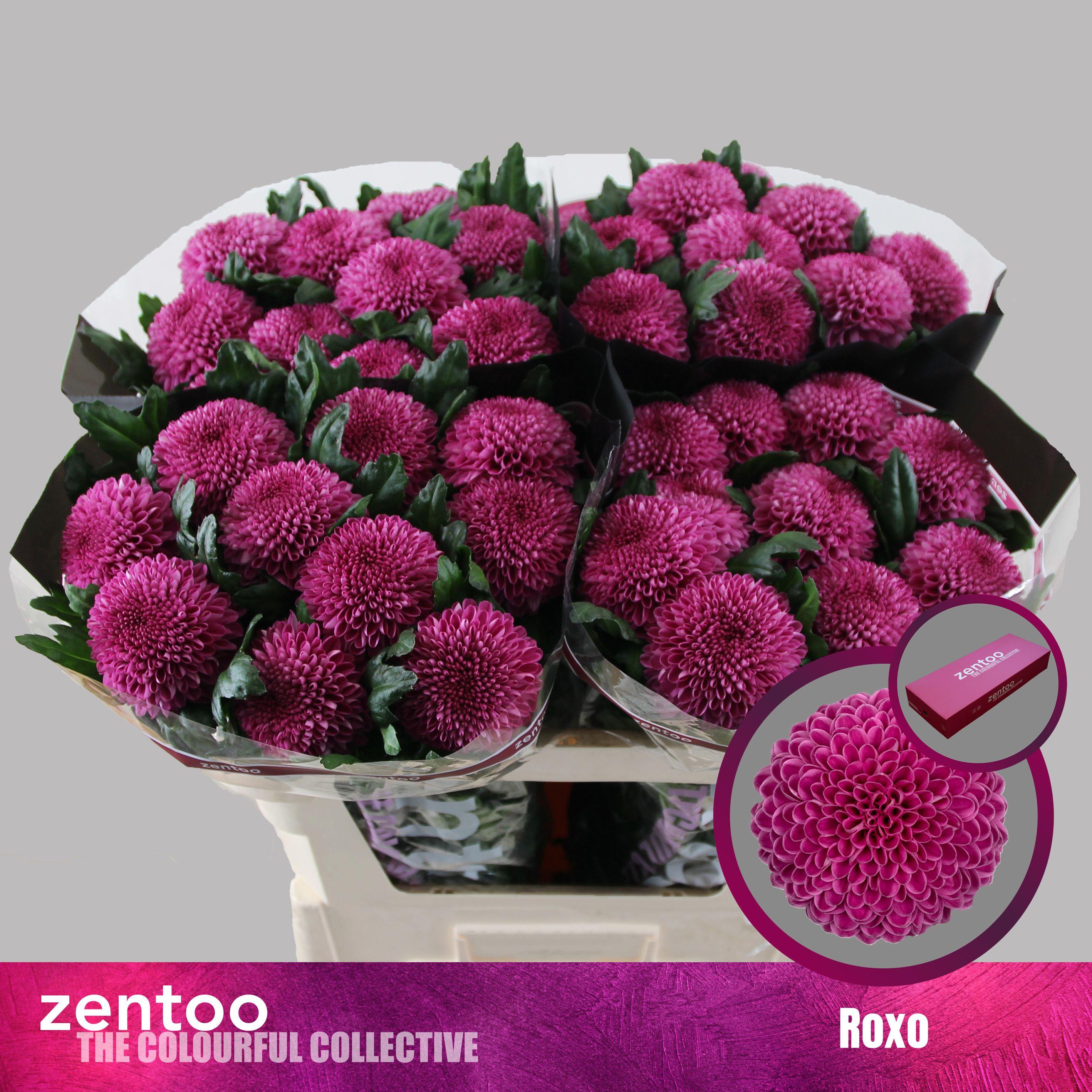 Срезанные цветы оптом Chrys bl roxo от 120шт. из Голландии с доставкой по России