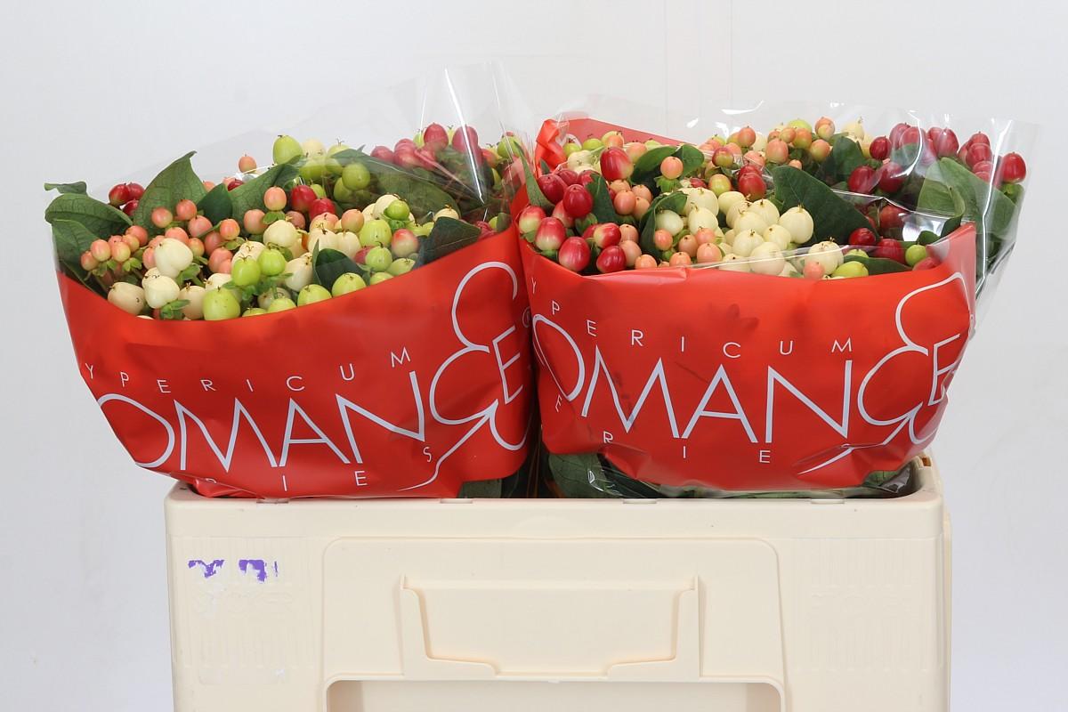 Срезанные цветы оптом Hypericum rainbow romance от 100шт из Голландии с доставкой по России