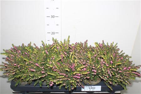 Горшечные цветы и растения оптом Eric Da Pot Gem 2kl от 10шт из Голландии с доставкой по России