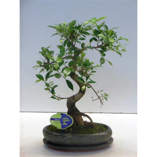 Горшечные цветы и растения оптом Bonsai Ficus Retusa Shape With Drip Tray от 4шт из Голландии с доставкой по России